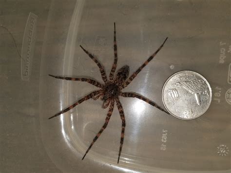 dark fishing spider|Species Dolomedes tenebrosus .
